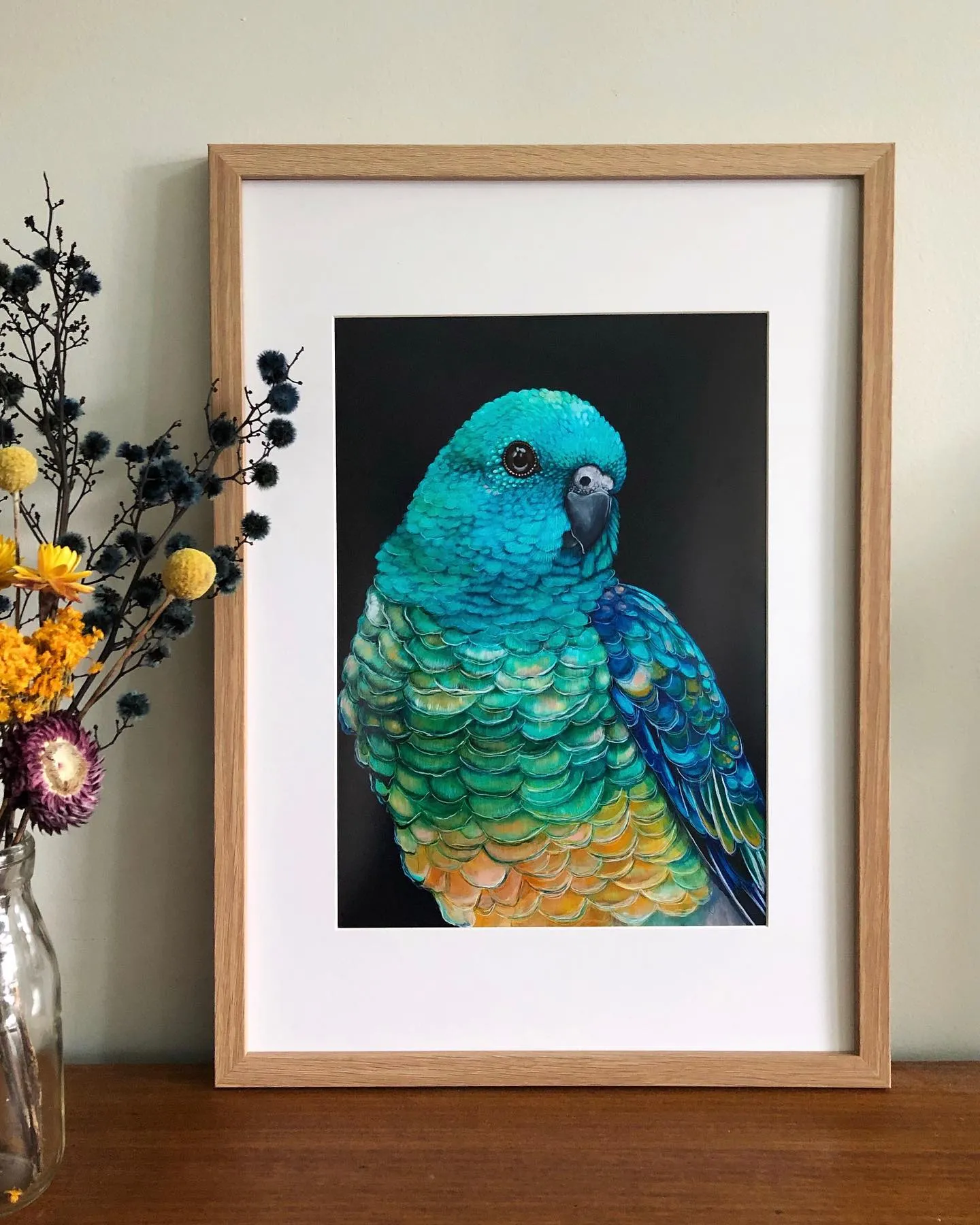 'Banjo' the Red Rumped Parrot