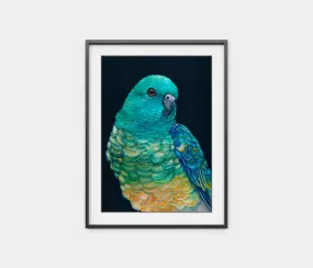 'Banjo' the Red Rumped Parrot